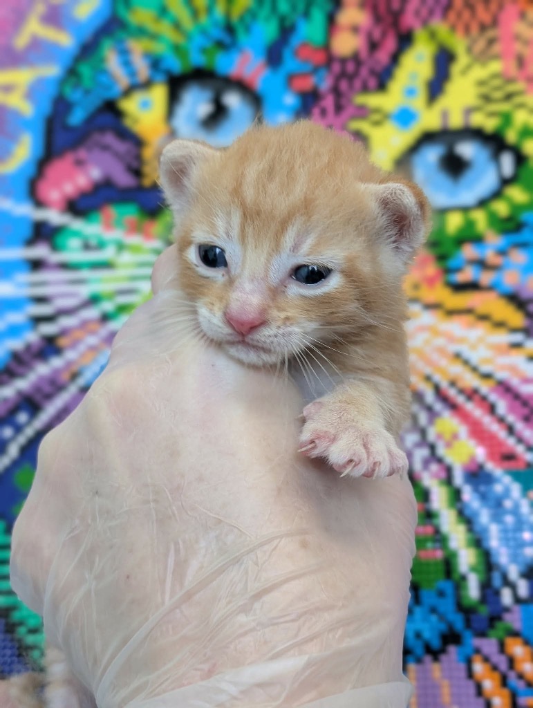 Shelter Stray Male Cat last seen Bexar County, 3353 Morningside Dr, New Braunfels, TX 78132, USA