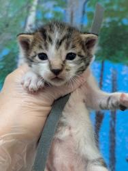 Shelter Stray Male Cat last seen Bexar County, 3353 Morningside Dr, New Braunfels, TX 78132, USA