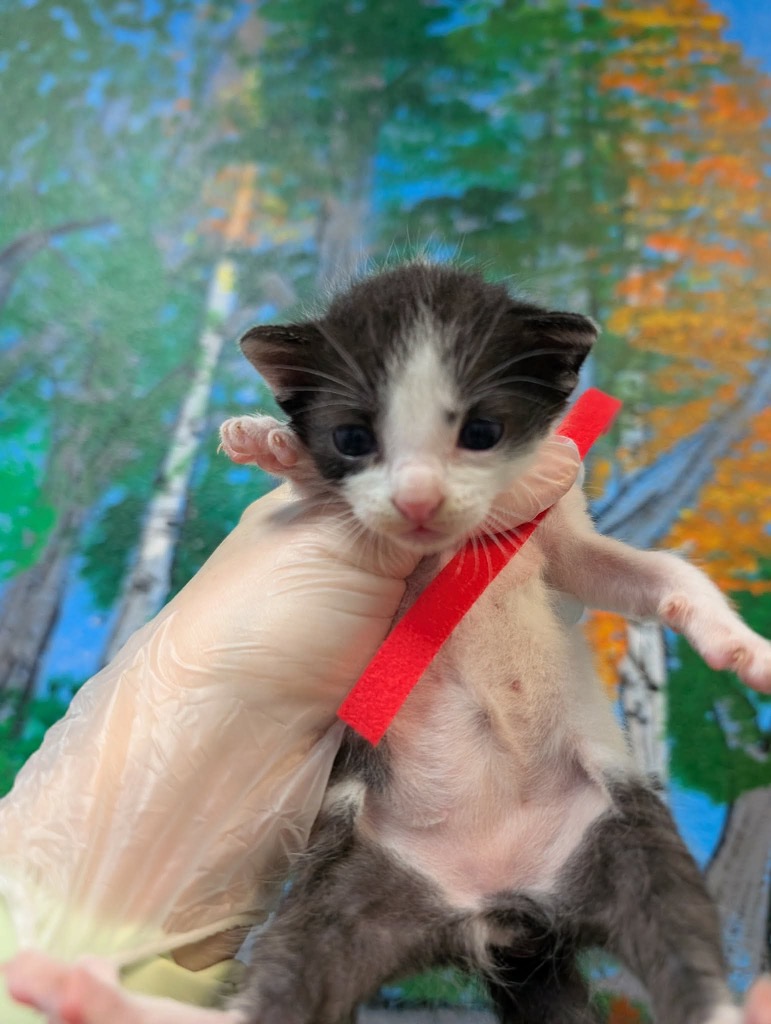 Shelter Stray Female Cat last seen Bexar County, 3353 Morningside Dr, New Braunfels, TX 78132, USA