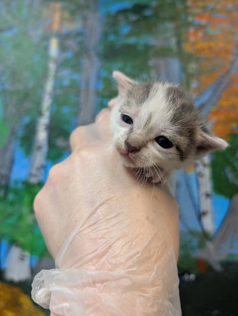 Shelter Stray Female Cat last seen Bexar County, 3353 Morningside Dr, New Braunfels, TX 78132, USA