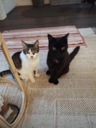 Lost Male Cat last seen Olive and Lewis, Englewood, FL 34223