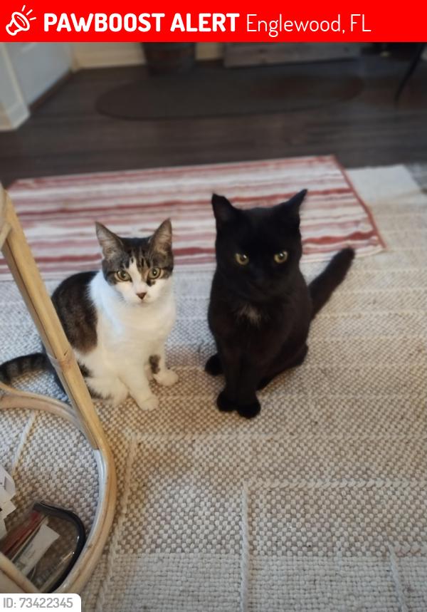 Lost Male Cat last seen Olive and Lewis, Englewood, FL 34223