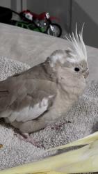 Lost Female Other last seen Near Sextant ct, Leroy park and a school that is permanently out of service, Orlando, FL 32807