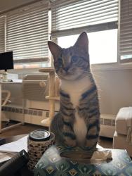Reunited Male Cat last seen Near Berryessa street, San Jose, CA 95133