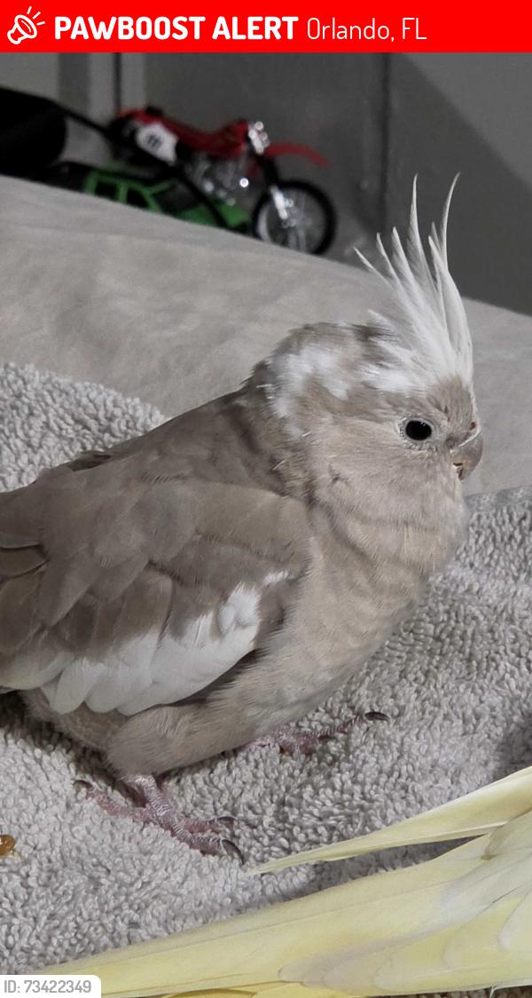 Lost Female Other last seen Near Sextant ct, Leroy park and a school that is permanently out of service, Orlando, FL 32807