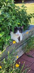Lost Male Cat last seen Near hses from Arapahoe High School between Easter and Geddes on Franklin St., Centennial, CO 80122