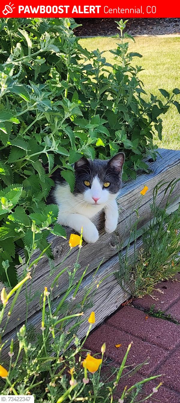 Lost Male Cat last seen Near hses from Arapahoe High School between Easter and Geddes on Franklin St., Centennial, CO 80122