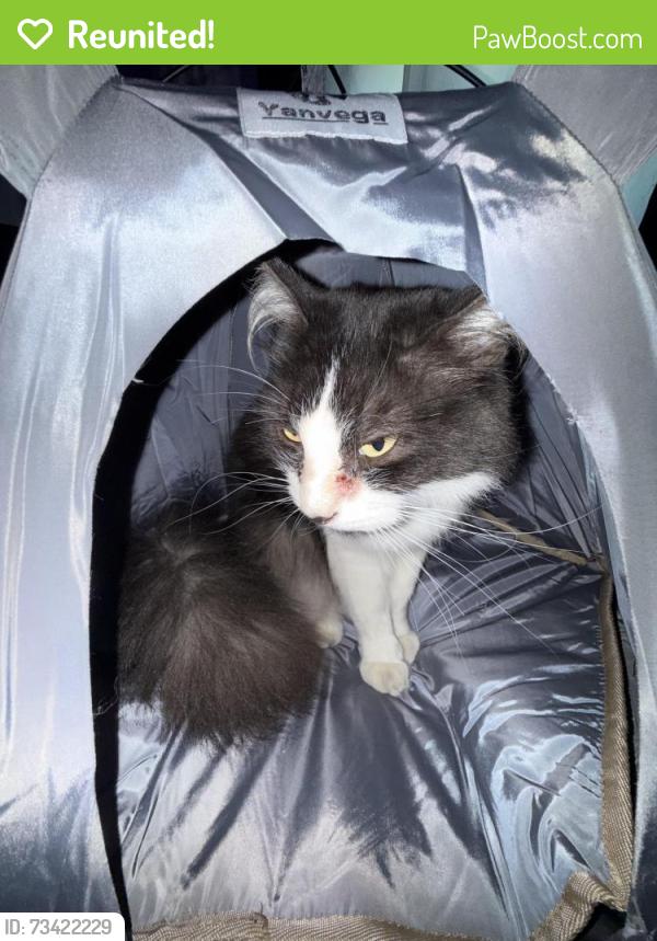 Reunited Male Cat last seen 9th ave E Spanaway, Spanaway, WA 98387