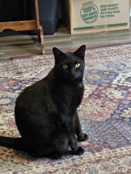 Lost Male Cat last seen Autumn Circle and Tarrow, College Station, TX 77840