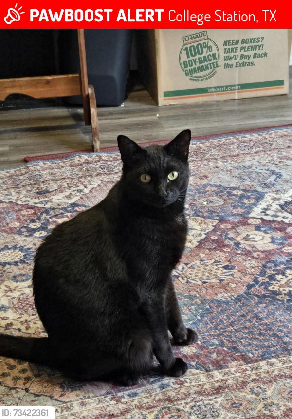 Lost Male Cat last seen Autumn Circle and Tarrow, College Station, TX 77840