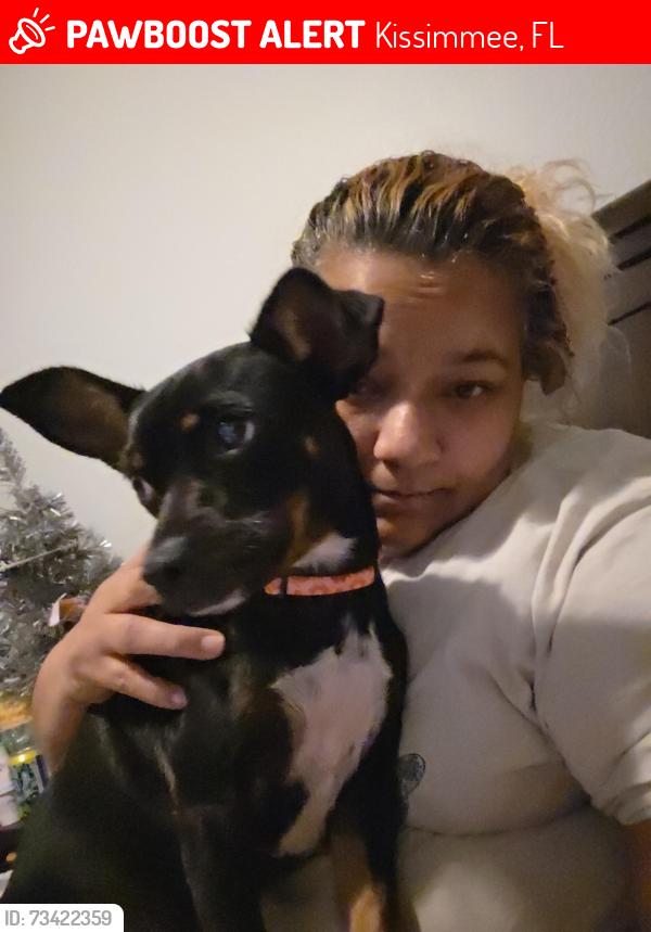 Lost Female Dog last seen Osceola Pkwy And OBT, Kissimmee, FL 34744