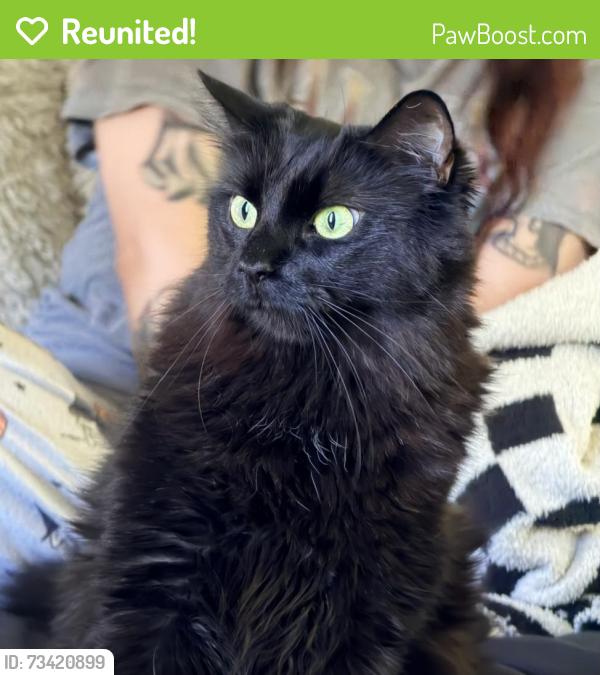 Reunited Female Cat last seen Cottonwood and lilac, Hesperia, CA 92345