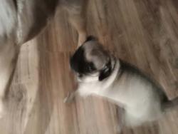 Lost Female Dog last seen 95sve van buren, Tolleson, AZ 85353