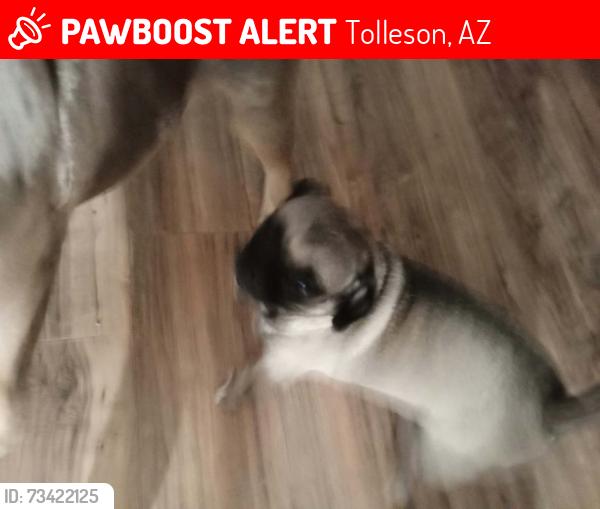 Lost Female Dog last seen 95sve van buren, Tolleson, AZ 85353
