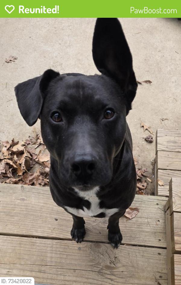 Reunited Male Dog last seen Spotswood furnace and Mill road, Riverbend High school, Fredericksburg, VA 22407
