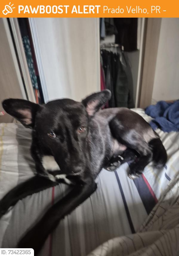 Found/Stray Male Dog last seen Labcom, Prado Velho, PR 82590-300