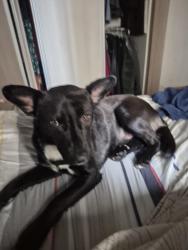 Found/Stray Male Dog last seen Labcom, Prado Velho, PR 82590-300