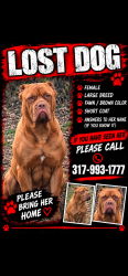 Lost Female Dog last seen The jail, Indianapolis, IN 46203
