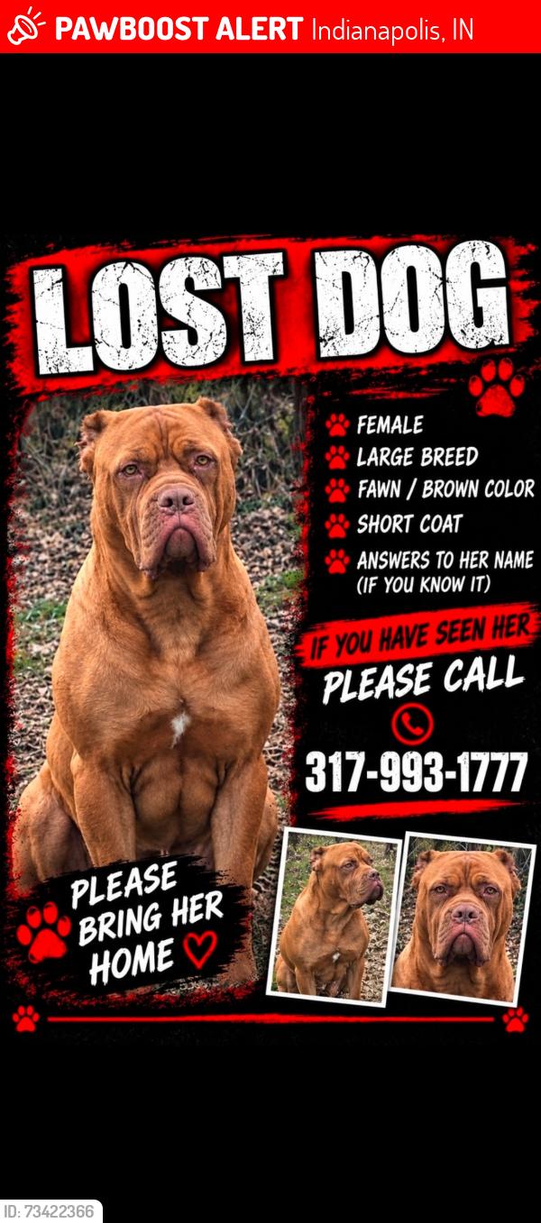 Lost Female Dog last seen The jail, Indianapolis, IN 46203