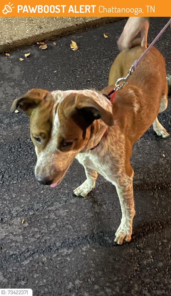Found/Stray Male Dog last seen Corner of Ely Rd and Cranbrook Drive, Chattanooga, TN 37415