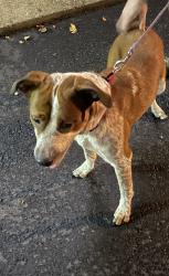 Found/Stray Male Dog last seen Corner of Ely Rd and Cranbrook Drive, Chattanooga, TN 37415