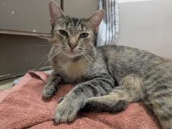 Reunited Female Cat last seen Between Airport and pine on F st, Lompoc, CA 93436