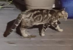 Reunited Unknown Cat last seen Sunnydale Drive and Mellon Drive, DeBary, FL 32713