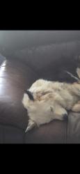 Lost Female Dog last seen Stable rd, Fancy Gap, VA 24328