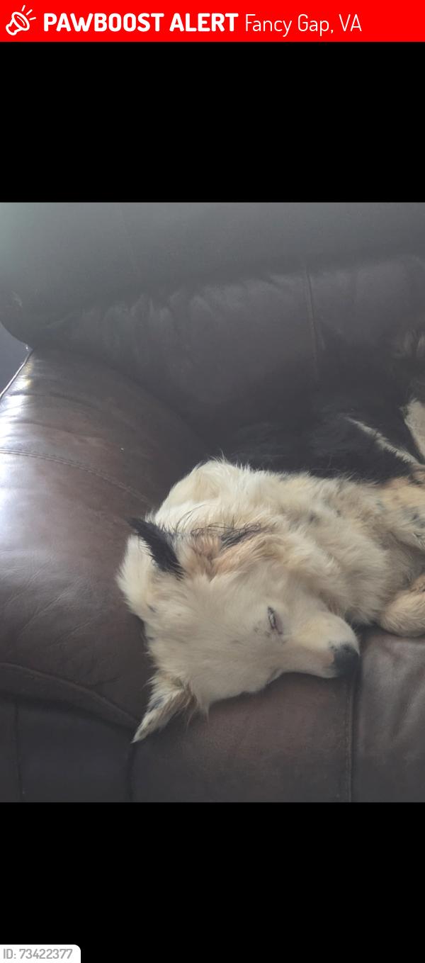 Lost Female Dog last seen Stable rd, Fancy Gap, VA 24328