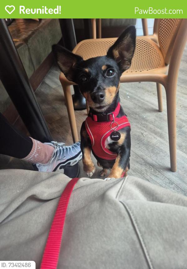 Reunited Female Dog last seen At the carpark entrance to common wood, running away from the road uphill, Penn, England 