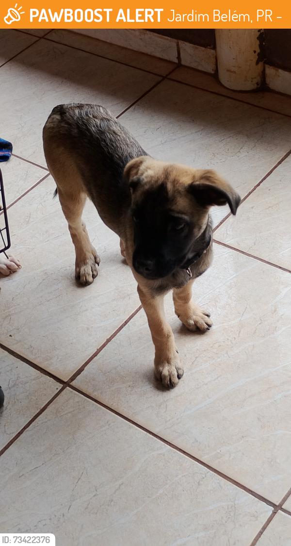 Found/Stray Female Dog last seen Avenida bento Amaral, Jardim Belém, PR 86085-741