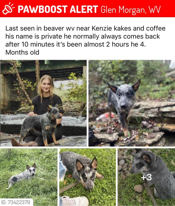 Lost Male Dog last seen Kenzi kakes and coffee, Glen Morgan, WV 25813