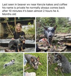 Lost Male Dog last seen Kenzi kakes and coffee, Glen Morgan, WV 25813