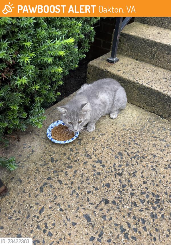 Found/Stray Male Cat last seen Sutton with country creek rd, Oakton, VA 22181