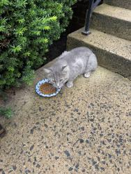 Found/Stray Male Cat last seen Sutton with country creek rd, Oakton, VA 22181