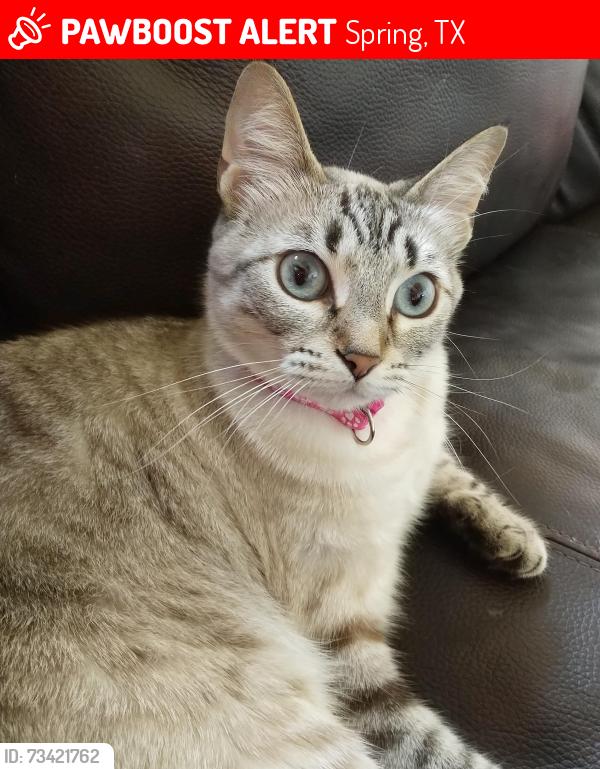Lost Female Cat last seen Spring Steubner & Rothwood, Spring, TX 77389