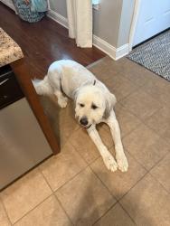 Lost Male Dog last seen Bootlegger, Covington, LA 70433