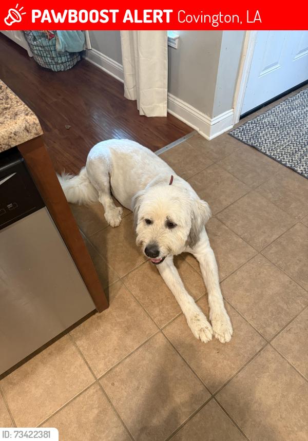 Lost Male Dog last seen Bootlegger, Covington, LA 70433