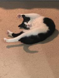 Reunited Female Cat last seen Florio Dr. near Perry Hall Park, Perry Hall, MD, Perry Hall, MD 21128