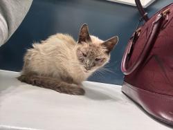 Found/Stray Female Cat last seen Circle K, Galion, OH 44833