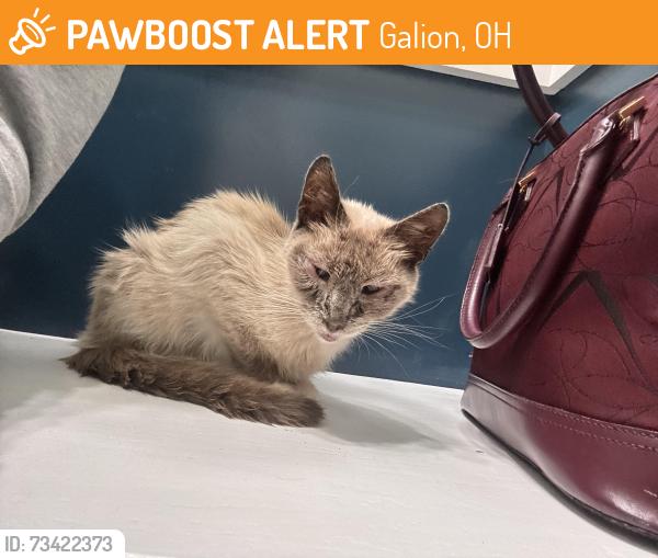 Found/Stray Female Cat last seen Circle K, Galion, OH 44833