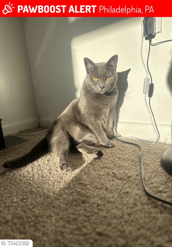 Lost Female Cat last seen Devereux and Bennet, Philadelphia, PA 19135