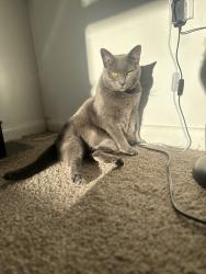 Lost Female Cat last seen Devereux and Bennet, Philadelphia, PA 19135