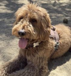Lost Female Dog last seen Mountaingate and canyonback, Los Angeles, CA 90049