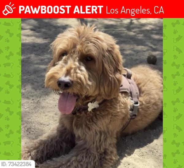 Lost Female Dog last seen Mountaingate and canyonback, Los Angeles, CA 90049