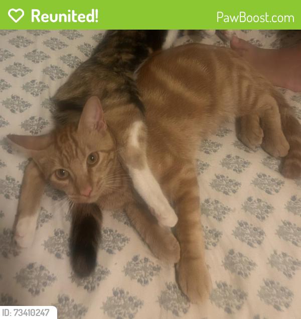 Reunited Male Cat last seen Near Wunderlin Ave, San Diego, CA 92114, USA, San Diego, CA 92114