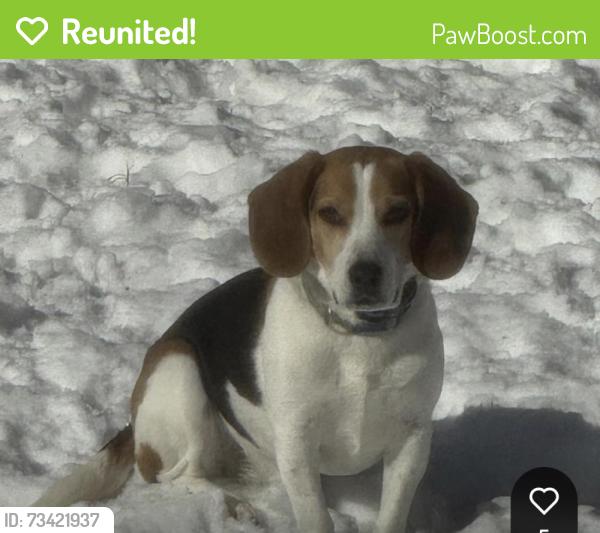 Reunited Male Dog last seen Misty blue ct and rainbow bridge lane, Newington Forest, VA 22153