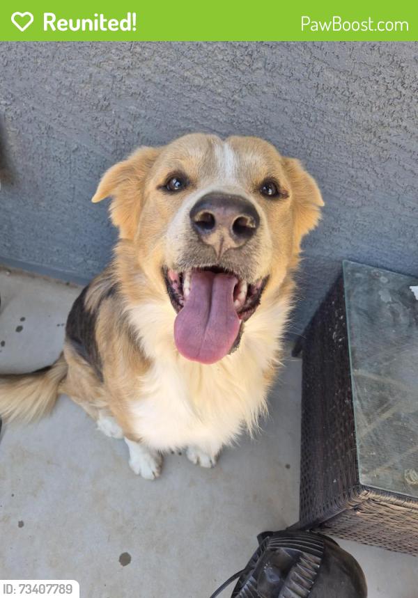 Reunited Male Dog last seen Near W Old Timer Rd, Maricopa, AZ 85139