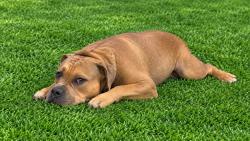 Shelter Stray Female Dog last seen , 38550 Sierra Hwy, Palmdale, CA 93550, USA