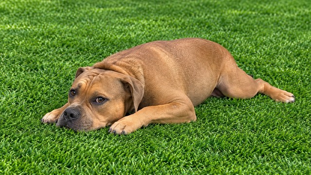 Shelter Stray Female Dog last seen , 38550 Sierra Hwy, Palmdale, CA 93550, USA